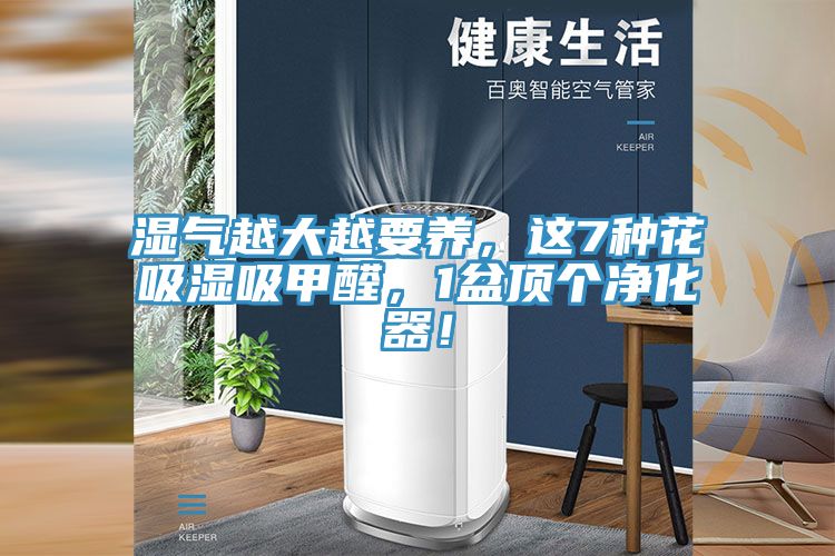 亚洲人成综合第一网站 湿气越大越要养，这7种花吸湿吸甲醛，1盆顶个净化器！