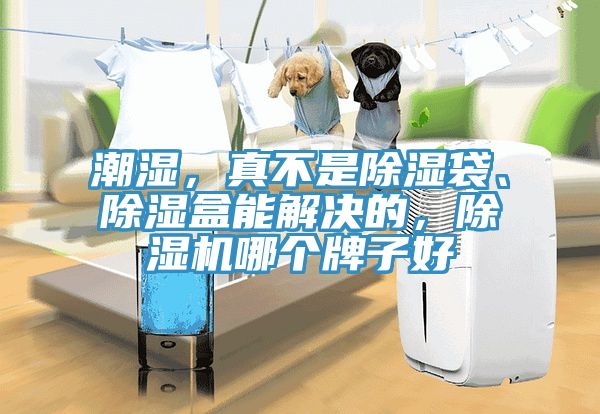 亚洲人成综合第一网站 潮湿，真不是除湿袋、除湿盒能解决的，除湿机哪个牌子好