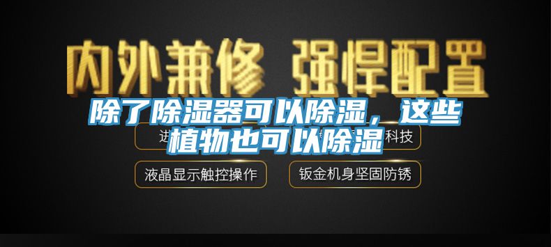 亚洲欧美一级特黄大片 除了除湿器可以除湿，这些植物也可以除湿