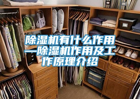 亚洲人成综合第一网站 除湿机有什么作用—除湿机作用及工作原理介绍