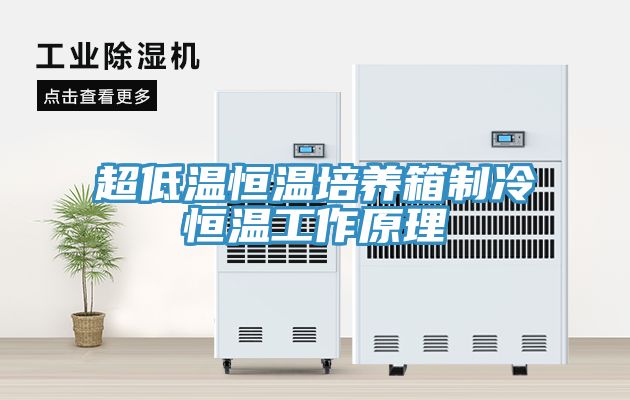 亚洲人成综合第一网站 超低温恒温培养箱制冷恒温工作原理